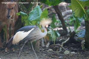 20090423 Singapore Zoo  22 of 97 